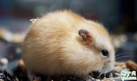 仓鼠喜欢越狱怎么办 仓鼠越狱后怎么找