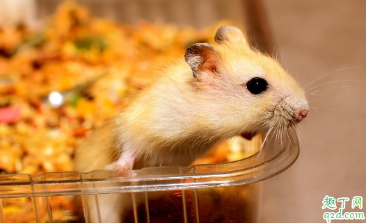 仓鼠喜欢越狱怎么办 仓鼠越狱后怎么找