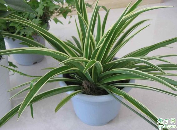 吊兰换完盆为啥发蔫了 吊兰换盆以后叶子萎蔫怎么办