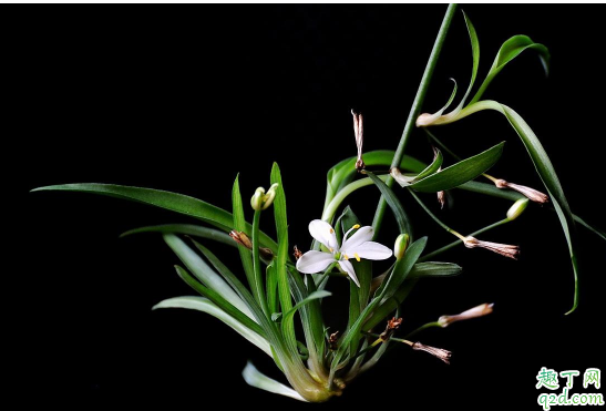 吊兰不怎么发叶是咋回事 怎么养护能让吊兰快速爆盆