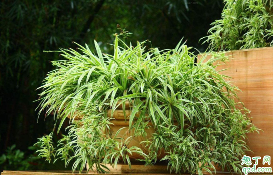 吊兰不怎么发叶是咋回事 怎么养护能让吊兰快速爆盆