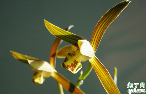 墨兰叶子卷曲枯黄是咋回事 墨兰叶子发干卷曲如何处理