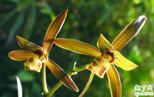 墨兰叶子卷曲枯黄是咋回事 墨兰叶子发干卷曲如何处理