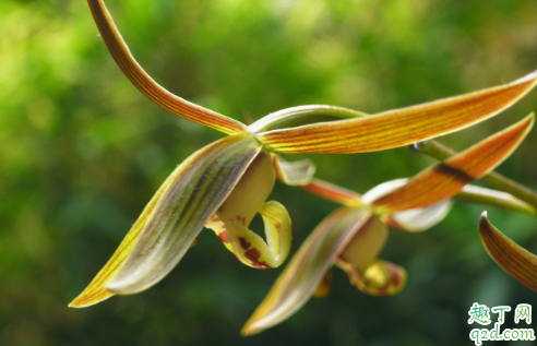 墨兰叶子卷曲枯黄是咋回事 墨兰叶子发干卷曲如何处理