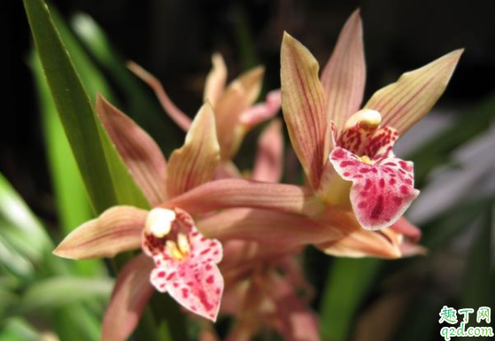 墨兰施复合肥效果好吗 种墨兰用什么植料比较好