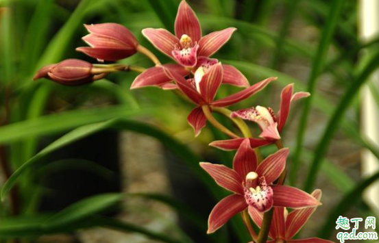 墨兰施复合肥效果好吗 种墨兰用什么植料比较好