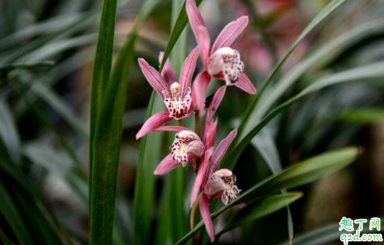 墨兰叶片有黑斑怎么回事 墨兰叶上有黑斑怎么处理