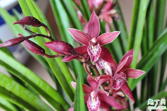 墨兰叶片有黑斑怎么回事 墨兰叶上有黑斑怎么处理