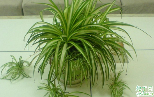 吊兰好养活不 吊兰叶子发软易断怎么解决