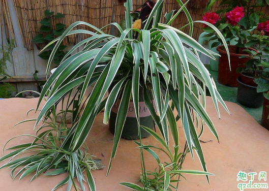 吊兰好养活不 吊兰叶子发软易断怎么解决