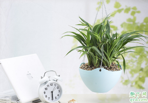 水泡吊兰易成活吗水培 吊兰怎么养才能更旺盛