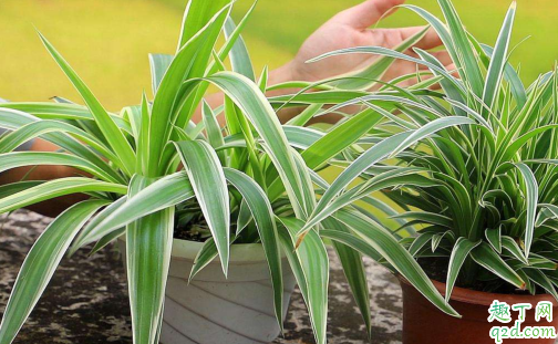 水泡吊兰易成活吗水培 吊兰怎么养才能更旺盛