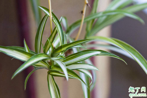 水泡吊兰易成活吗水培 吊兰怎么养才能更旺盛