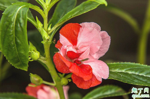 凤仙花不长叶子是什么原因 凤仙花不长叶子怎么解决