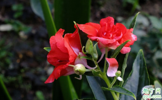 凤仙花不长叶子是什么原因 凤仙花不长叶子怎么解决