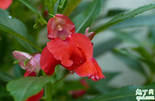 凤仙花不长叶子是什么原因 凤仙花不长叶子怎么解决