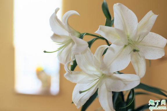 百合花容易养活不 怎么养百合花花期更长