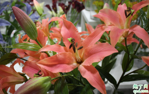 百合花容易养活不 怎么养百合花花期更长