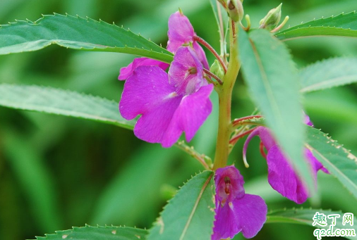 凤仙花光长杈不开花是怎么回事 凤仙花只长叶不开花咋解决