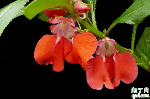 凤仙花光长杈不开花是怎么回事 凤仙花只长叶不开花咋解决