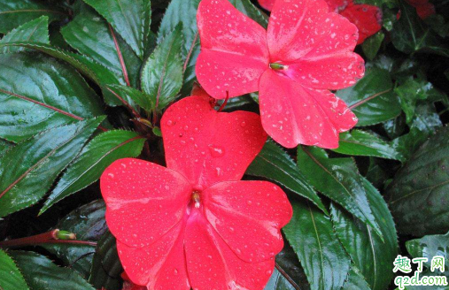 凤仙花光长杈不开花是怎么回事 凤仙花只长叶不开花咋解决