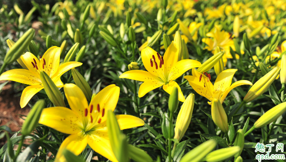 ?百合花凋谢之后还能继续养吗 百合开败后该怎么养护