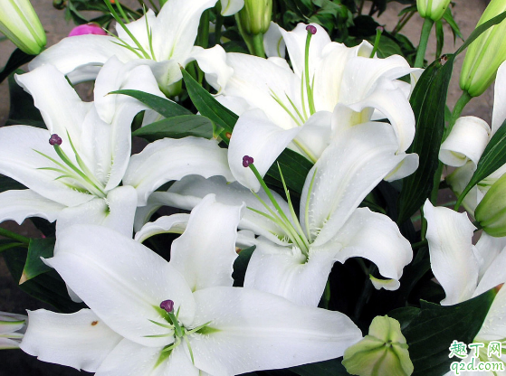 ?百合花凋谢之后还能继续养吗 百合开败后该怎么养护