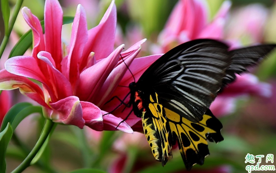 百合花花苞发黄是咋回事 百合花花苞变黄怎么补救