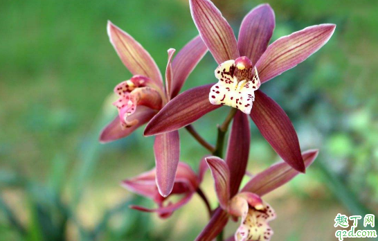 ?墨兰烂根是怎么回事 墨兰烂根后如何养护