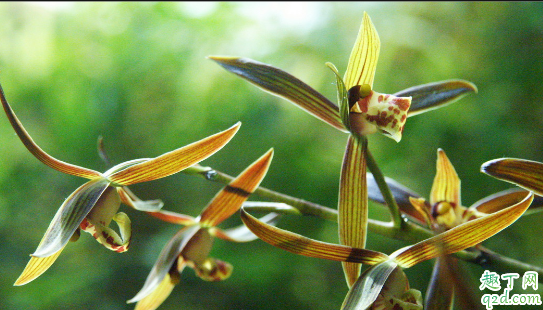 ?墨兰烂根是怎么回事 墨兰烂根后如何养护