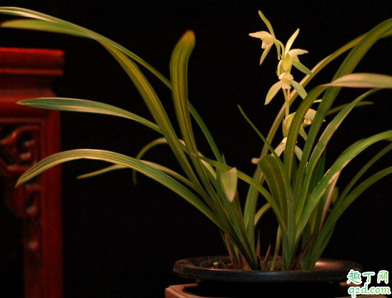 ?墨兰烂根是怎么回事 墨兰烂根后如何养护