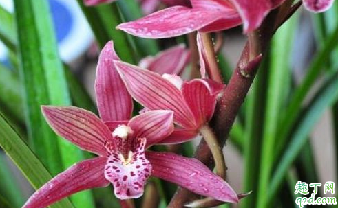 墨兰叶子叶尖发黑什么原因 墨兰叶子尖发黑怎么解决