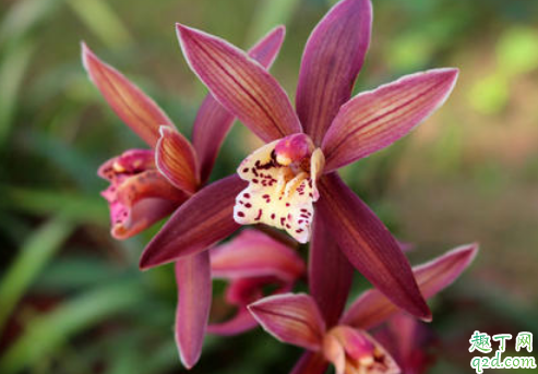 墨兰叶子叶尖发黑什么原因 墨兰叶子尖发黑怎么解决