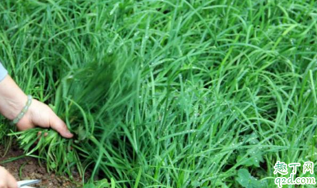 霜降后韭菜还可以收割吗 韭菜耐寒吗