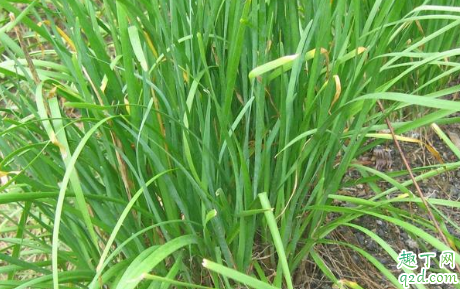 霜降后韭菜还可以收割吗 韭菜耐寒吗