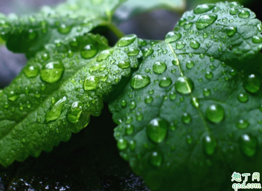 室内可以养薄荷吗 家里薄荷种怎样种