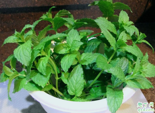 室内可以养薄荷吗 家里薄荷种怎样种