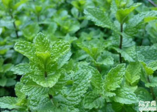 室内可以养薄荷吗 家里薄荷种怎样种