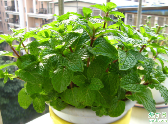 室内可以养薄荷吗 家里薄荷种怎样种