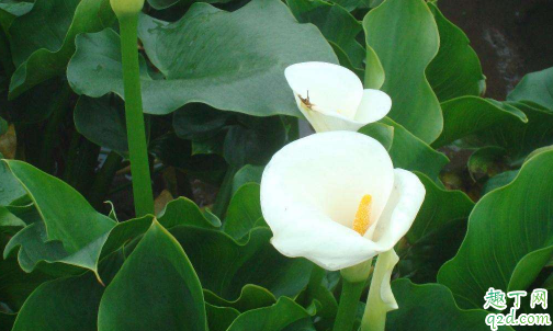 马蹄莲怎么养护易成活 养马蹄莲哪些是要注意的