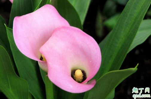 马蹄莲怎么养护易成活 养马蹄莲哪些是要注意的