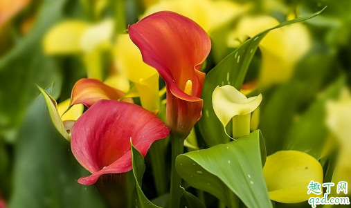 马蹄莲怎么养护易成活 养马蹄莲哪些是要注意的