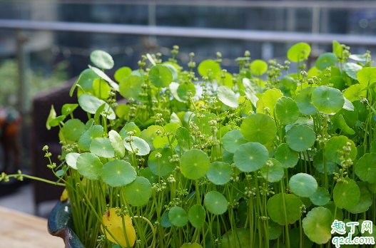 铜钱草叶子为什么干边 铜钱草叶子焦边怎么办