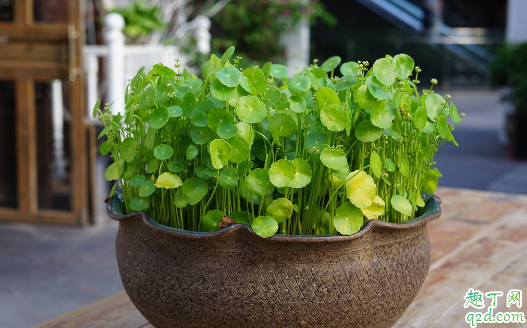 铜钱草叶子为什么干边 铜钱草叶子焦边怎么办