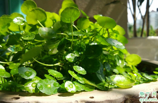 铜钱草叶子为什么干边 铜钱草叶子焦边怎么办