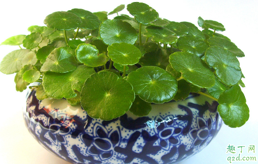 铜钱草能分盆不 铜钱草分完盆为啥长得不好