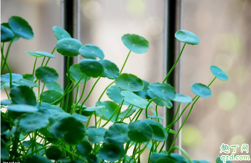 铜钱草能分盆不 铜钱草分完盆为啥长得不好