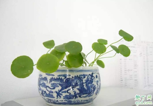 铜钱草叶子变黄是咋回事 铜钱草叶子发黄怎么处理