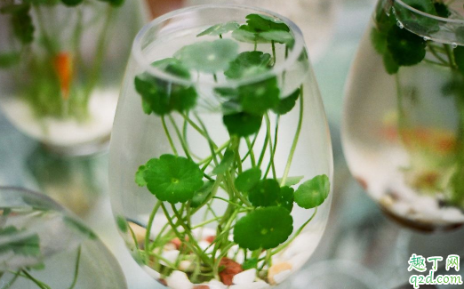 铜钱草叶子变黄是咋回事 铜钱草叶子发黄怎么处理