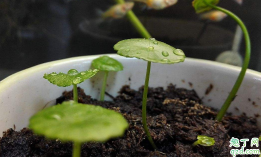 铜钱草叶子变黄是咋回事 铜钱草叶子发黄怎么处理